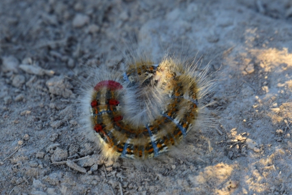 Chilena sordida
