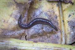 Kontikia forsterorum