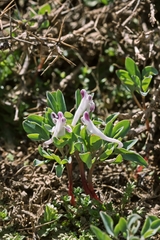 Corydalis uniflora