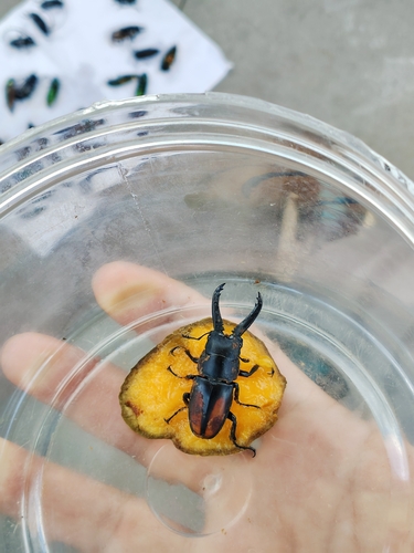 Prosopocoilus spineus