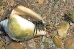 Clibanarius longitarsus