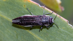 Agrilus hypoleucus
