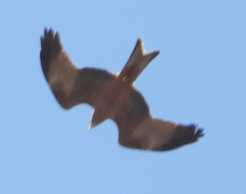 Black Kite