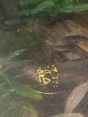 Dendrobates leucomelas