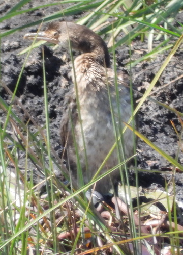 Reed Cormorant
