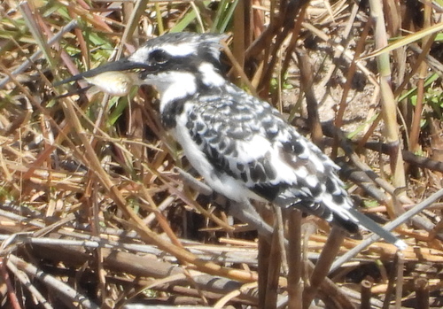 Pied Kingfisher