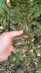 Spleenwort (Asplenium gracillimum)