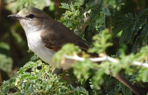 Marico Flycatcher