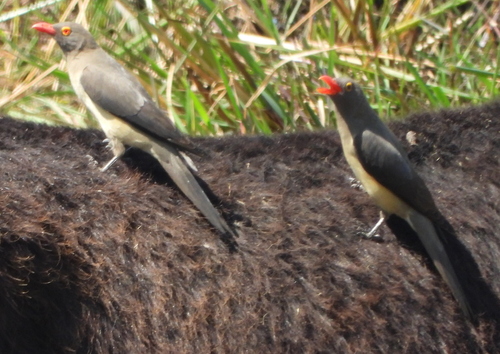 Red-billed Oxpecker