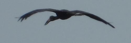 African Openbill