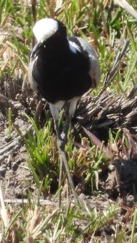 Blacksmith Lapwing