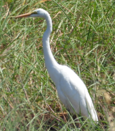 Great Egret