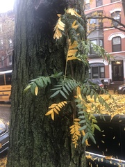 Gleditsia triacanthos