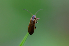 Rhagonycha nigriventris