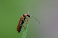 Rhagonycha nigriventris