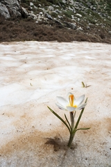 Crocus sieberi