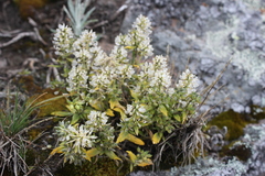 Draba jorullensis