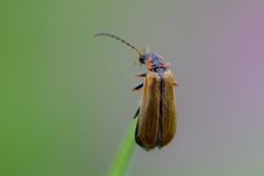 Rhagonycha nigriventris