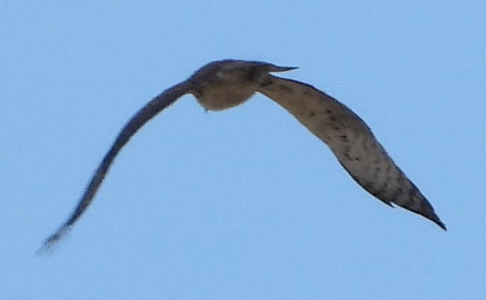 Ayres's Hawk-Eagle (Hieraaetus ayresii), photo 3