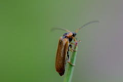 Rhagonycha nigriventris
