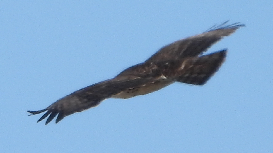 Ayres's Hawk-Eagle (Hieraaetus ayresii), photo 2