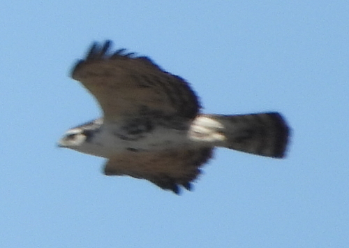 Ayres's Hawk-Eagle (Hieraaetus ayresii)