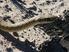 Chaco Racer photo 3