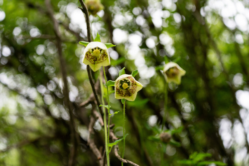 Codonopsis viridiflora