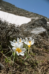 Crocus sieberi