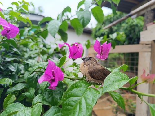 Scaly-breasted Munia (Malay)