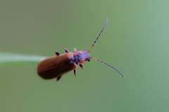 Rhagonycha nigriventris