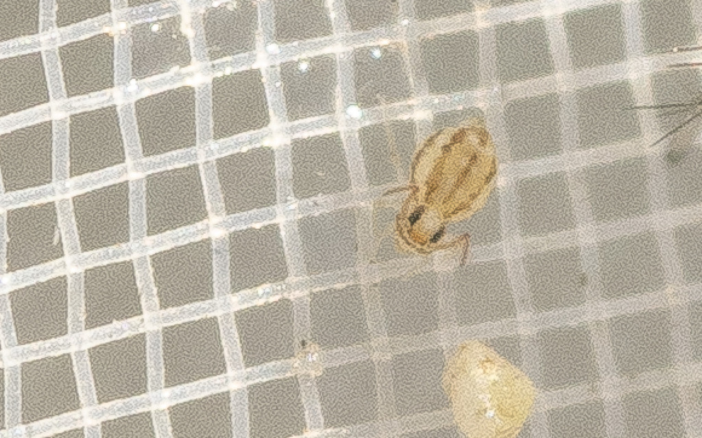 Fasciosminthurus virgulatus
