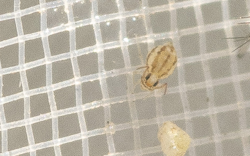 Fasciosminthurus virgulatus
