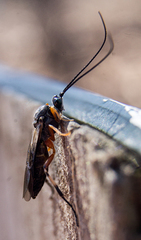 Earinus limitaris