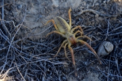 Galeodidae