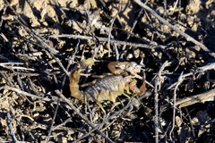 Mesobuthus thersites