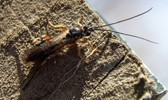 Earinus limitaris