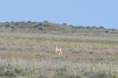 Gazella subgutturosa