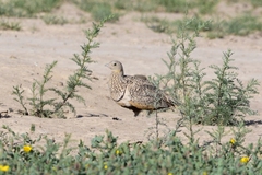 Pterocles orientalis