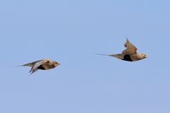 Syrrhaptes paradoxus