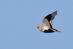 Pterocles orientalis