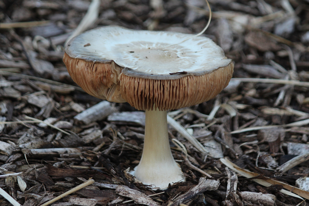 Volvopluteus gloiocephalus · August 2025 · photo: © silverbird (iNaturalist, cc0)