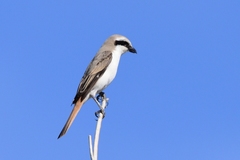 Lanius phoenicuroides
