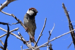 Passer hispaniolensis transcaspicus
