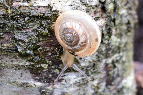 Genus Lindholmomneme · iNaturalist