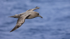 Sooty Albatross photo 3