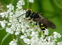Aphilanthops frigidus