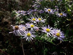 Symphyotrichum × versicolor