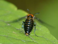 Atomacera debilis