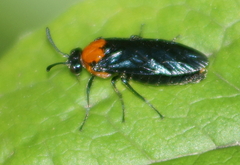 Atomacera debilis